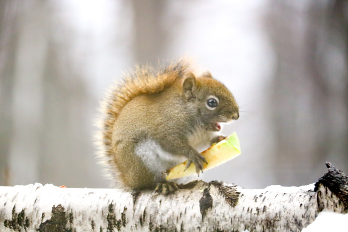 An American Red Squirrel Eating An Apple Slice
