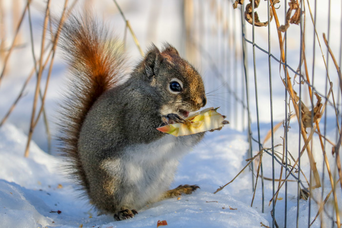 An American Red Squirrel Holding An apple Core