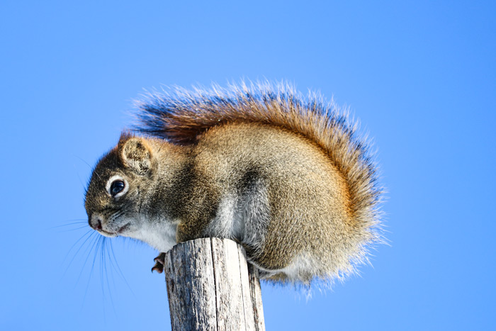 American Red Squirrel Sitting On Wooden Post