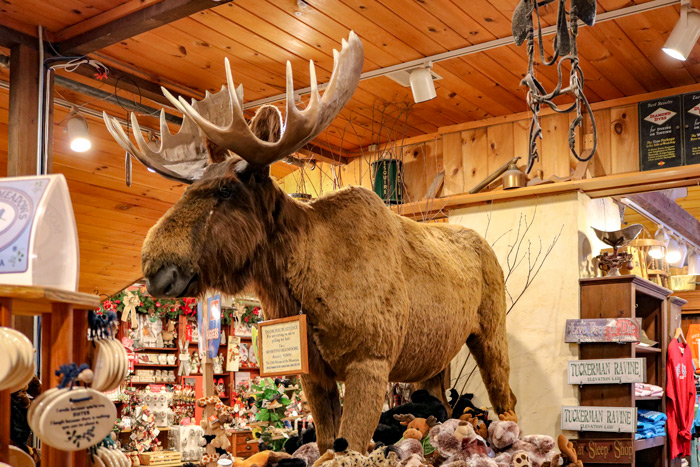 Stuffed Moose At Zebs General Store At The Top Of The Stairs