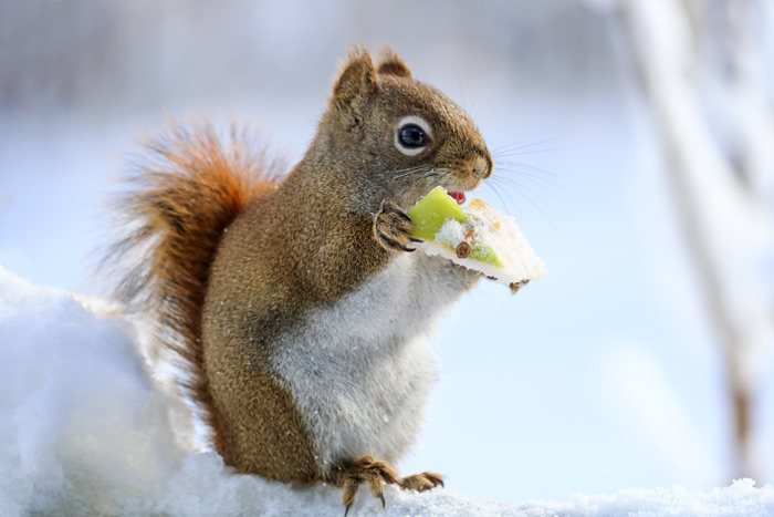 An American Red Squirrel Eating An Apple Core
