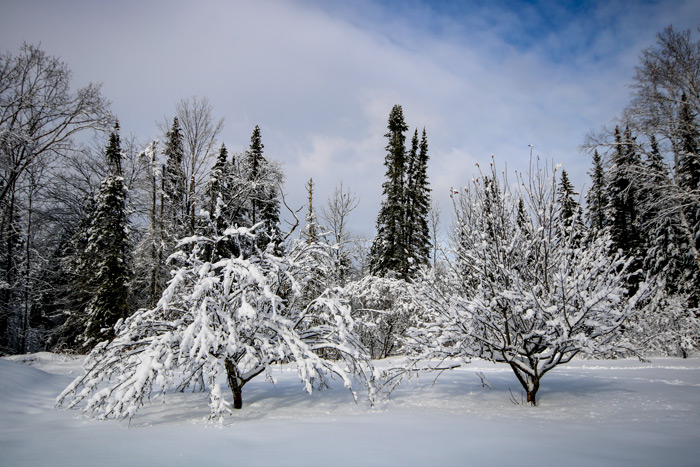Apple Trees Covered IN Fresh Snow