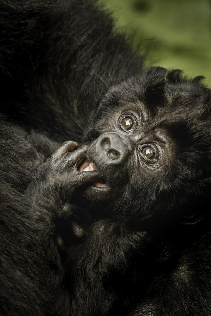 Baby Gorilla With Mother
