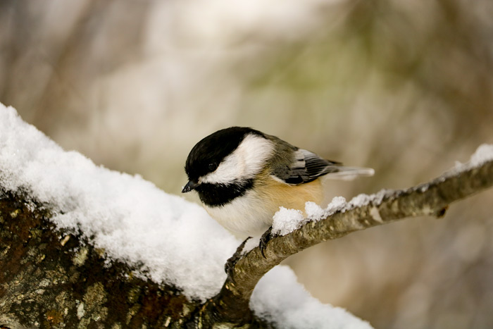 A Black Capped Chickadee Looking Down