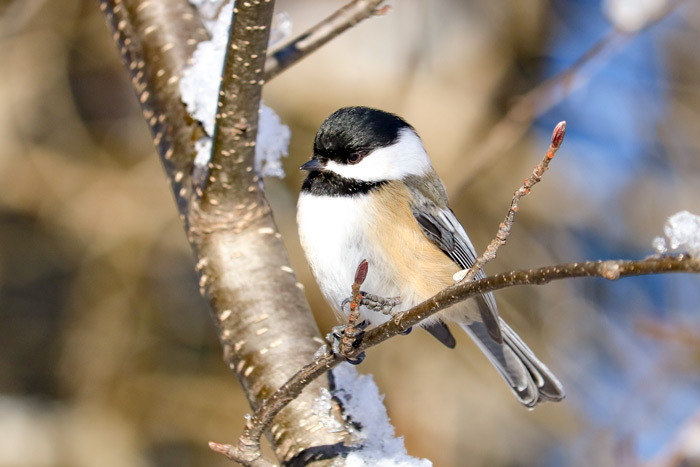 Black Capped Chickadee Looking Down