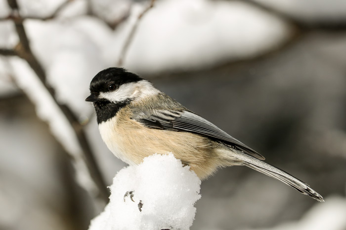 Black-Capped Chickadee Perching In Snow