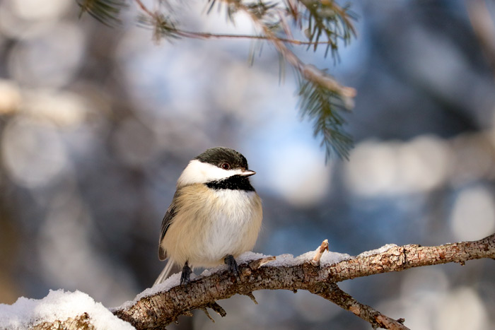 A Black Capped Chickadee Perching In A White Pine Tree
