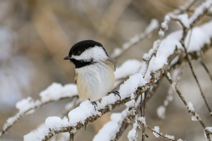 Black Capped Chickadee On A Snowy Branch