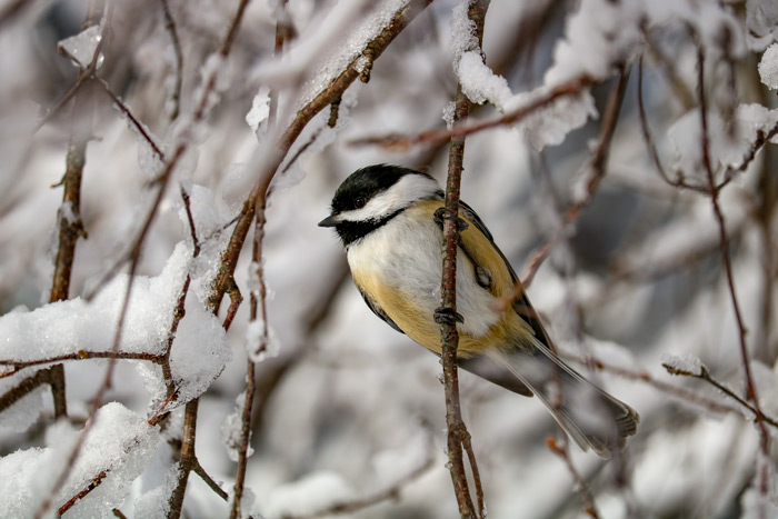 Black Capped Chickadee In The Snow And Ice