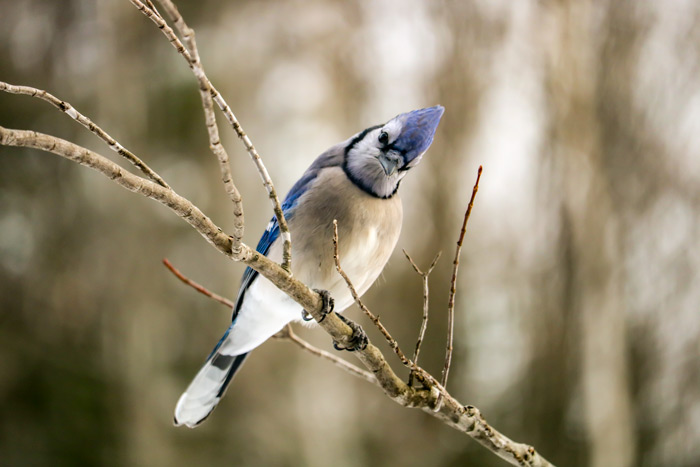 A Blue Jay Cocking Its Head