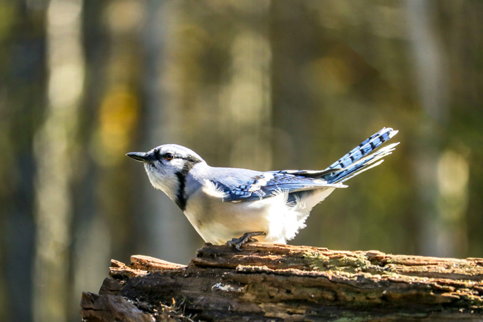Blue Jay Perching On A Log