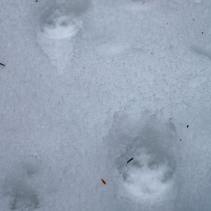 Fox Tracks In Snow