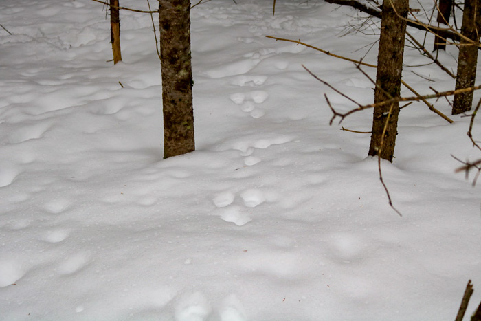 Hare Tracks In Snow