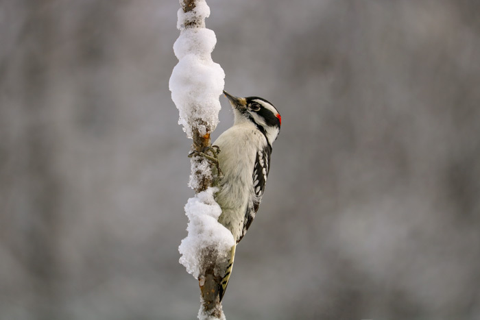 A Male Downy Woodpecker Perching On A Branch