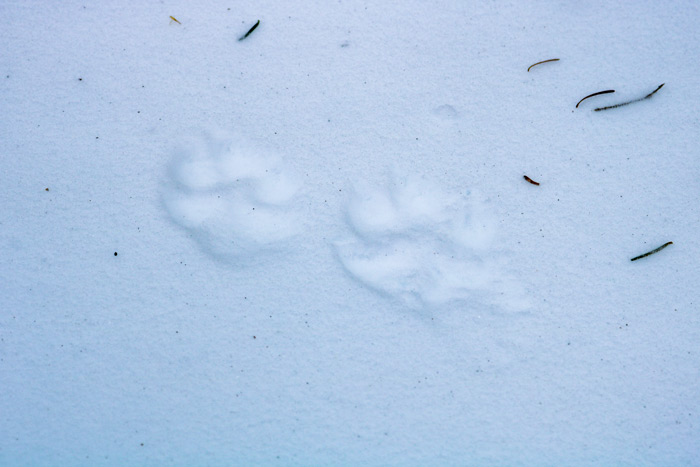 Mink Paw Prints In The Snow
