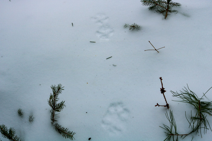 Mink Tracks Along The Pines