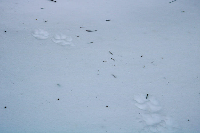 Tracking Animals in the Snow
