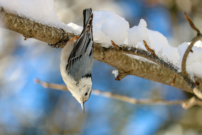 A White Breasted Nuthatch Hanging