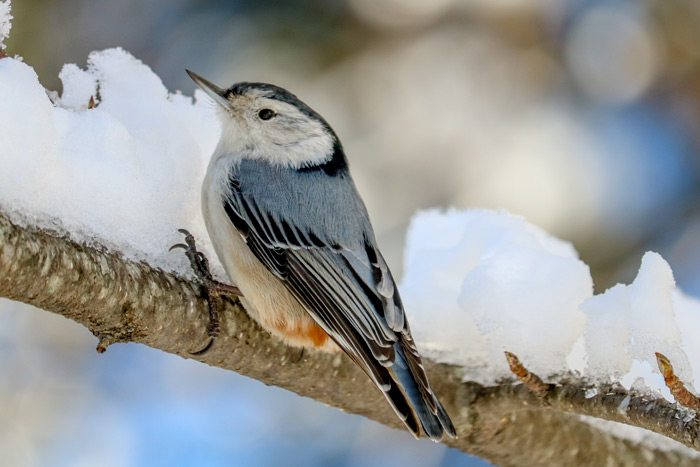 A Side View Of A White Breasted Nuthatch