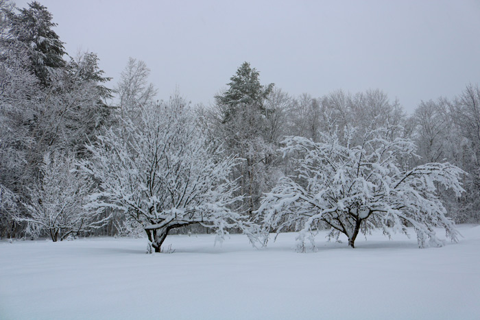 Snow Covered Apple Trees