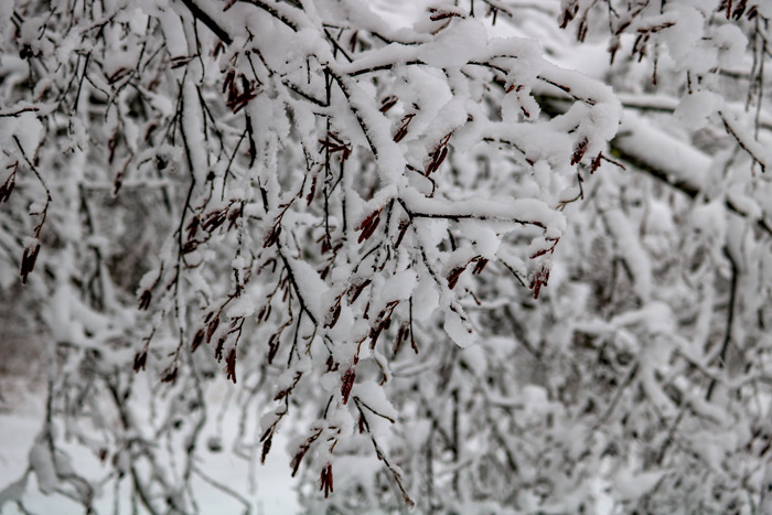 Snow Covered Birch