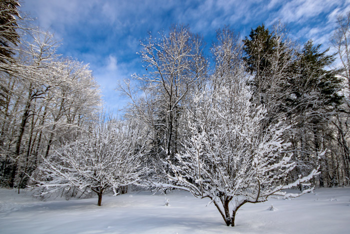 Snow Covered Fruit Trees