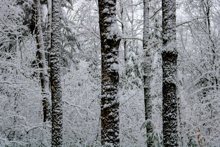 Snow Covered Tree Trunks