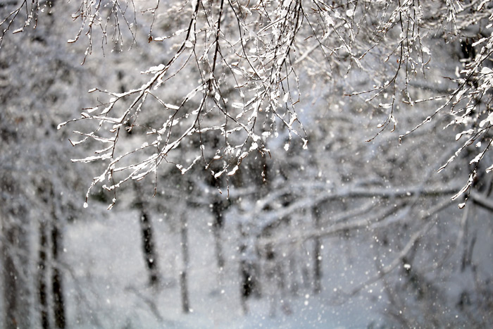 Snow Falling From The Branches