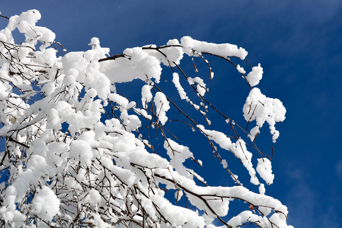 Snow Filled Branches Against A Blue Sky