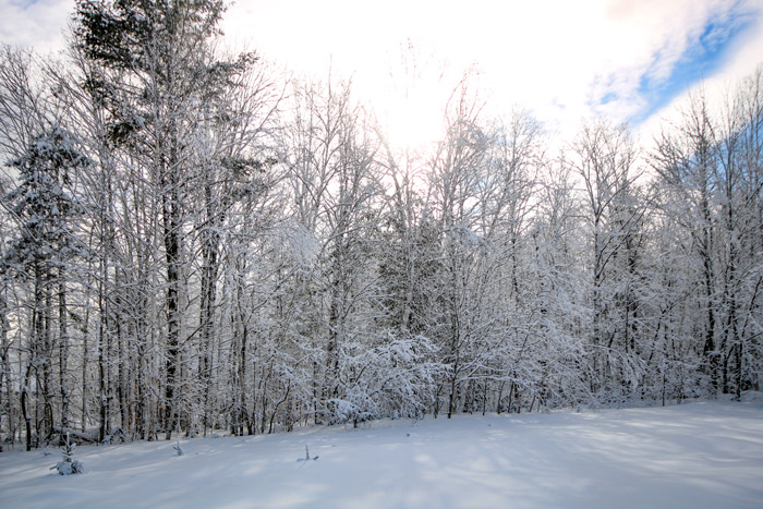 Snow Filled Tree Line