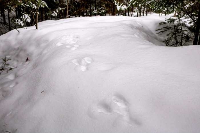 Snowshoe Hare Tracks On Hill