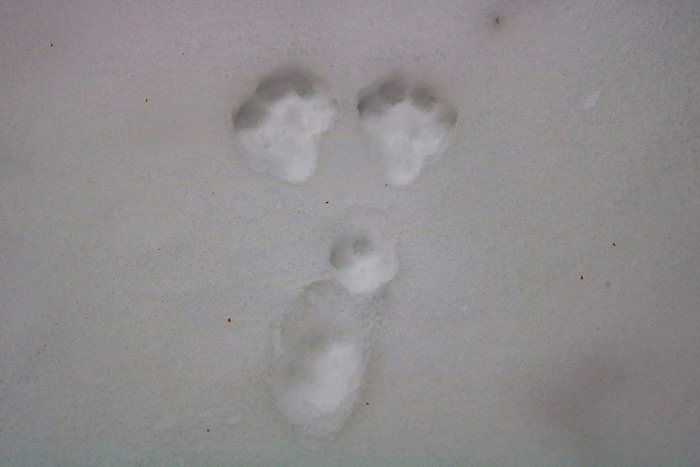 Snowshoe Hare Tracks In Winter