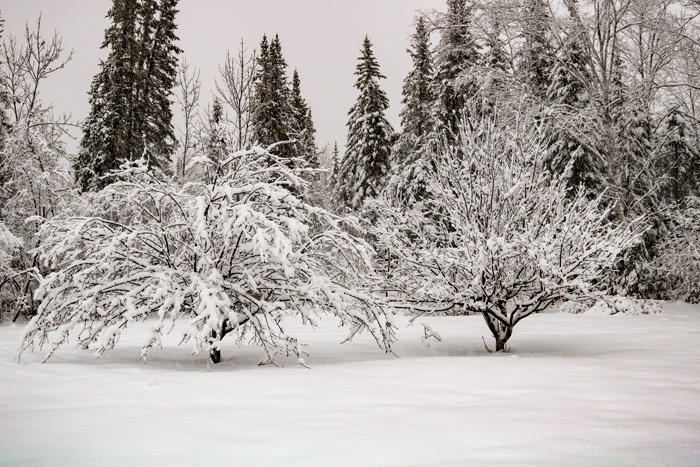 Snowy Apple Trees