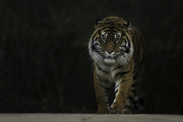 Tiger Walking And Looking Directly Into The Camera