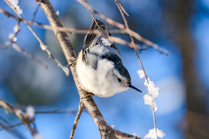 White Breasted Nuthatch With Ice On The Branches