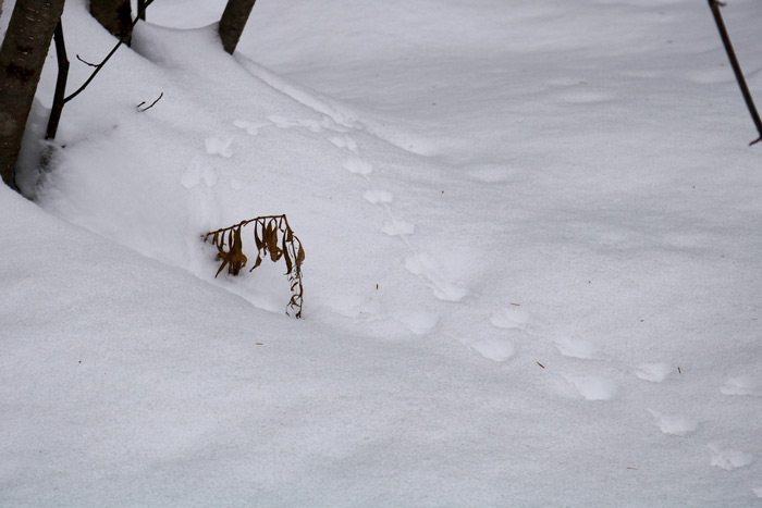 White Footed Mouse Tracks