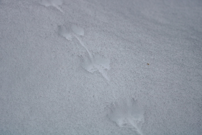White Footed Tracks In Snow