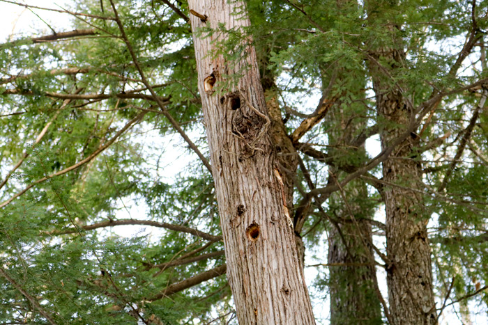 Woodpecker Holes In Tree Bark