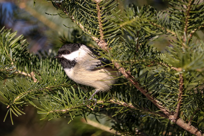 A Black Capped In The Pines
