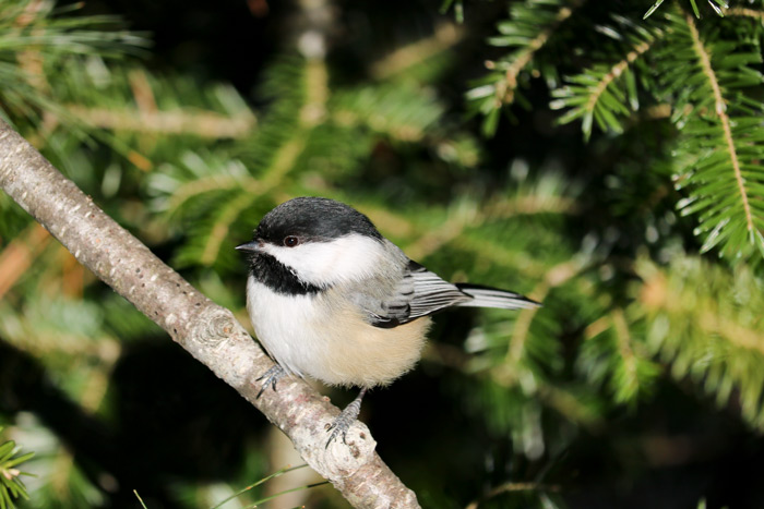 Black Capped Chickadee Perching Near The Pines