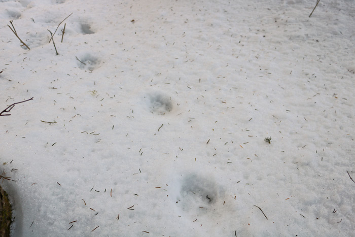 Coyote Snow Tracks