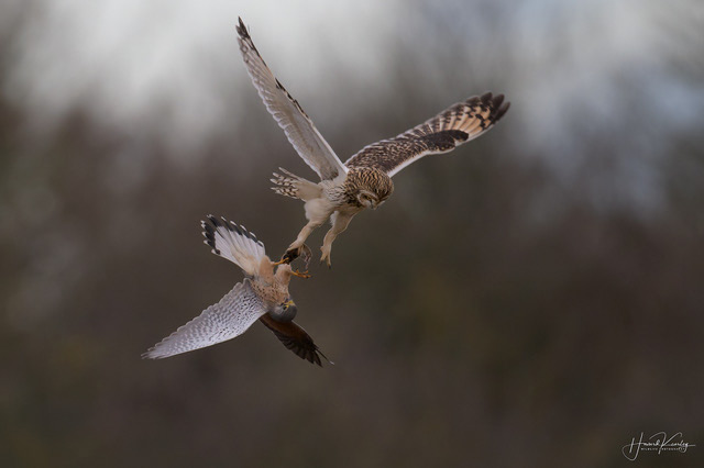 Kestrel And Short Eared Owl In Flight