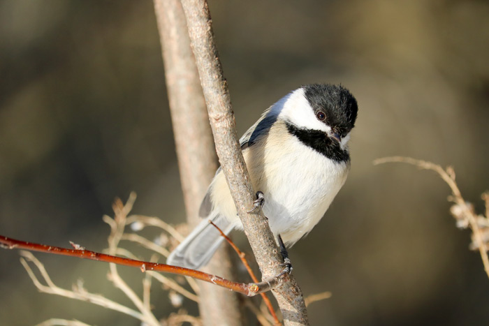 A Leaning Black Capped Chickadee