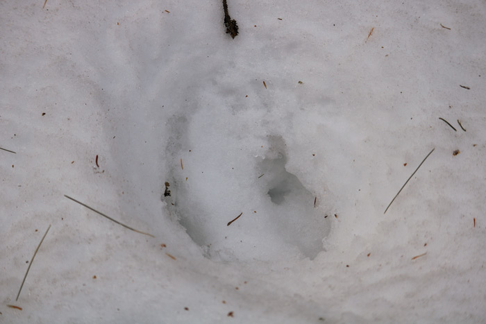 Moose Print In Snow