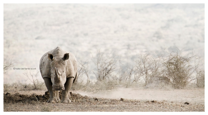 Rhino In The Dust
