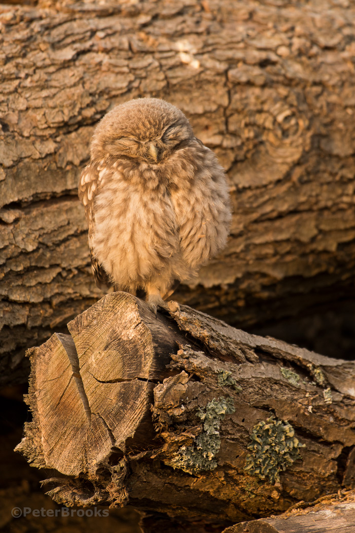 Sleeping Owlet