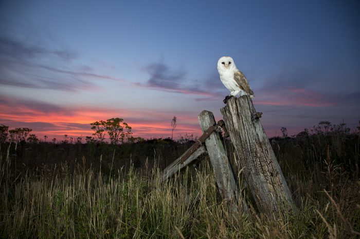 Barn Owl At Sunset