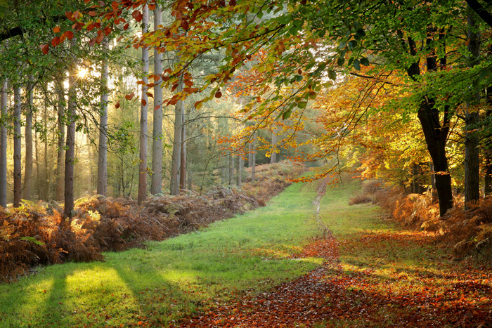 Autumn Woodland Glade