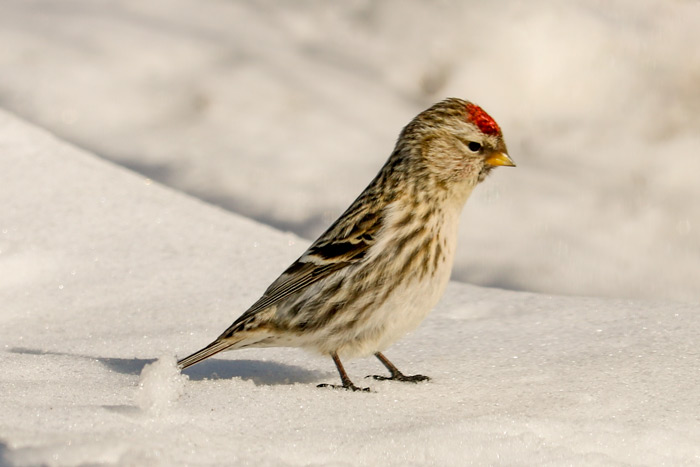 Common Redpoll Looking Down In The Snow