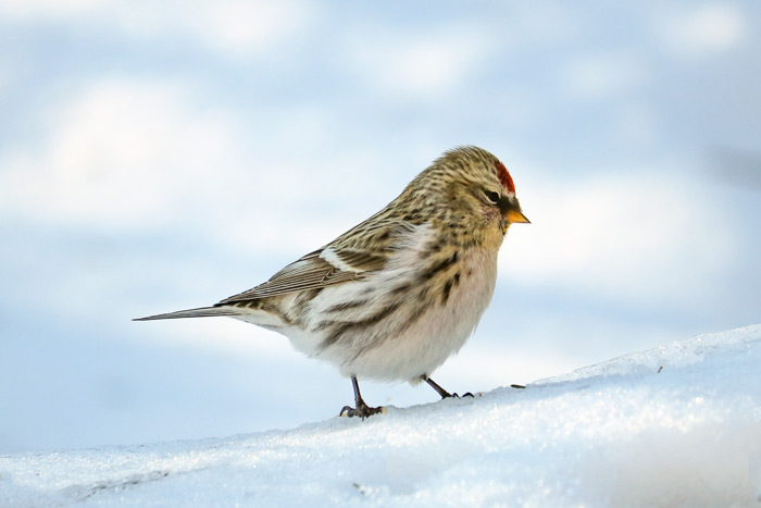 A Side View Of A Common Redpoll